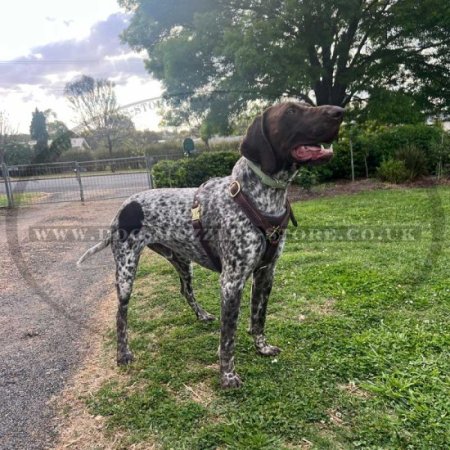Dog Tracking, Walking Leather Dog Harness for Training