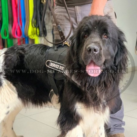 Newfoundland dog harness hotsell