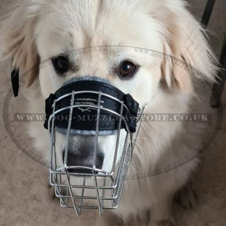 Basket Muzzle for Dog Padded | Golden Retriever Muzzle UK