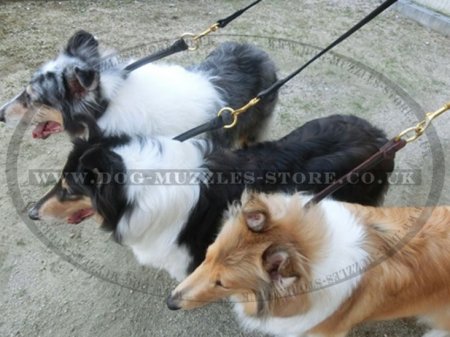 1/2 Inch Wide Leather Dog Leash with Brass Fittings