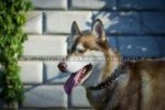 "Gift From Egypt" Enchanting Dog Collar For Siberian Husky