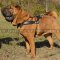 Padded Shar Pei Dog Harness for Tracking and Pulling