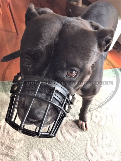The Best XL Bully Muzzle Size Chart Black Wire Basket