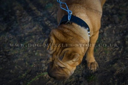 "Mighty King" Strong Shar Pei Dog Collar With Steel Hardware