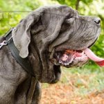 Neapolitan Mastiff Padded Leather Collar: Wide, Soft and Strong