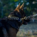 New Spiked Dog Collar for German Shepherd 'Unveiled Luxury'