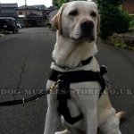 Best Labrador Dog Harness to Stop Pulling