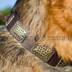 GSD Collar with Dotted Brass Plates | Designer Dog Collar