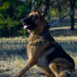 New Leather Dog Collar with Spikes for German Shepherd