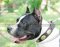 Elegant Dog Collar for Staffy | Designer Dog Collar Best Quality