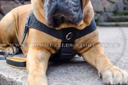 Best harness for bullmastiff sales