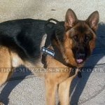 The Best German Shepherd Dog Harness to Stop Pulling
