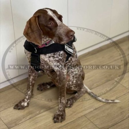 Non Pull Dog Harness UK Bestseller with Front Clip and Ring