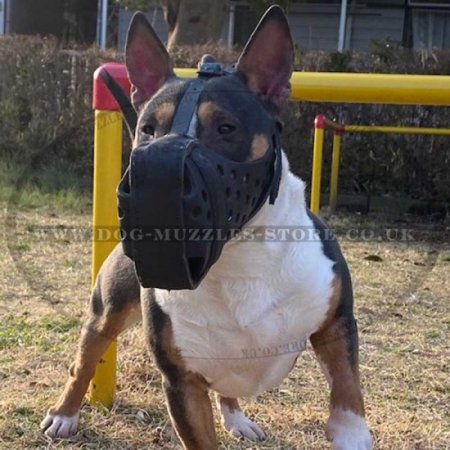 English Bull Terrier Muzzle for Attack Training, K9