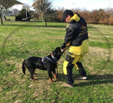 Water-repellent K9 Dog Training Suit with a Hood