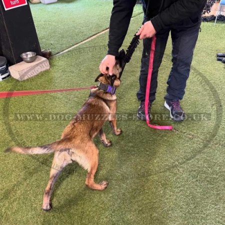 Tear-Proof Orange Dog Lead UK For Dog's Daily Activities