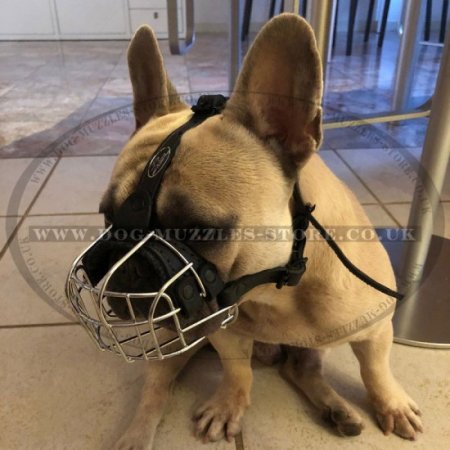 Best Muzzle for French Bulldog | Basket Muzzle for Frenchie