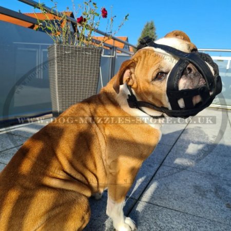 Old English Bulldog Muzzle UK Bestseller Leather Basket