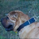 Shar Pei Dog Walking Collar 1.6 in Wide with a Steel Buckle