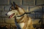 "Rattlesnake" Reliable Choke Collar For Husky Braided Design