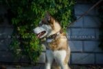 "Empire Of Beauty" Adorable Leather Collar For Husky With Studs