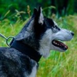 Soft Padded Dog Collar with Buckle for Husky, 1.6 in Wide