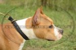 "Rattlesnake" Braided Leather Choker Dog Collar For Staffy