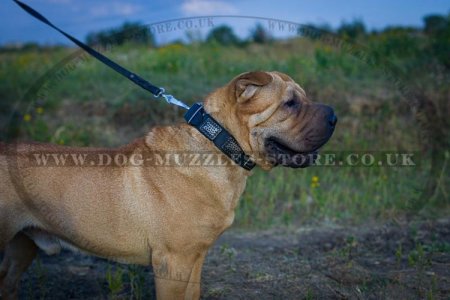 "Luxurious Comfort" Designer Studded Dog Collar for Shar Pei