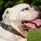 Special Dog Collar Style For American Bulldog | Dog Collar UK