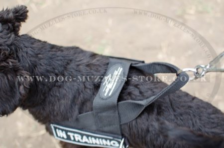 Julius k9 deals miniature schnauzer