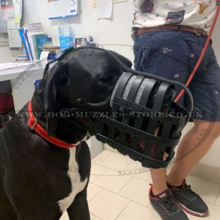 Great Dane Muzzle for Dog Walking | Leather Dog Muzzle