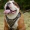 Quality English Bulldog Leather Dog Harness with Brass Studs