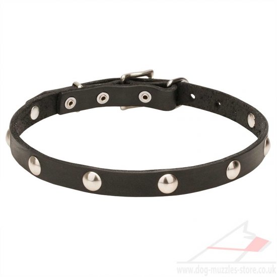 Thin 3/4 Inch Leather Dog Collar with Elegant Rivets