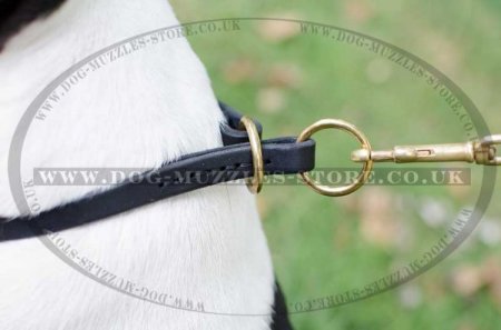 Choke Dog Collar for Amstaff Dog Walking and Training