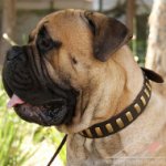 Boerboel Mastiff Collars UK | New Strong Leather Dog Collar