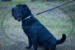 "Luxury" Studded Dog Collar For Shar Pei 1" Width