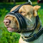Soft No Bark Dog Muzzle for Pit Bull Terrier
