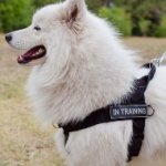 The Best Harness for Samoyed to Stop Pulling