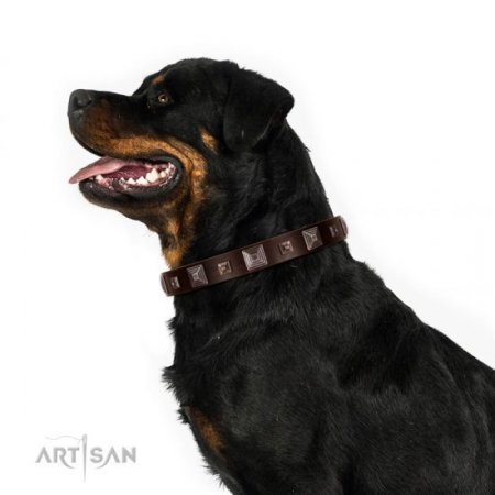 Elegant Brown Studded Dog Collar FDT Artisan 1" Width