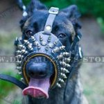Spiked Dog Muzzle with Soft Nappa Lining for Belgian Malinois