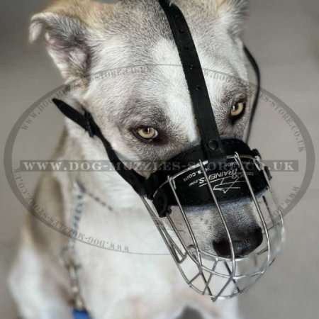 The Best Muzzles for Dogs UK for Small Medium and Big Dogs Sizes