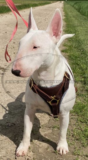 Best Outdoor Bull Terrier Leather Dog Harness