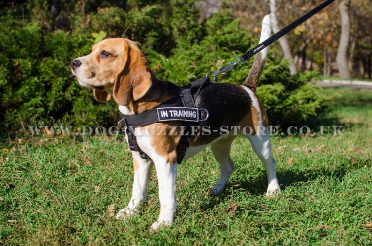 The Best Beagle Harness UK to Stop Pulling 42.99
