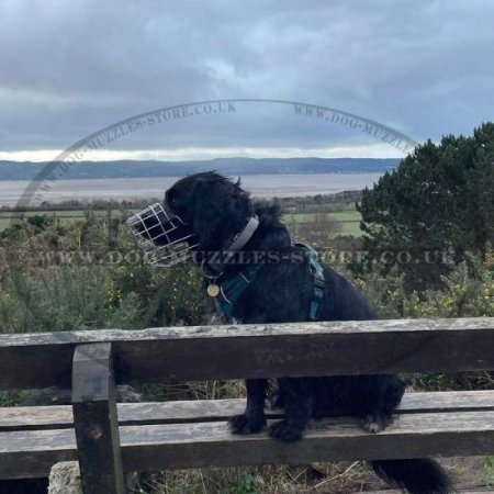 Wire Basket Dog Muzzle That Allows Drinking and Eating