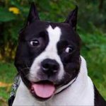 Dog Walking Collar | Staffordshire Bull Terrier Stylish Collar
