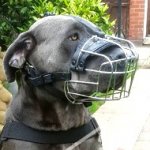 Wire Basket Dog Muzzle for Cane Corsos