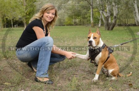 Strong Padded Dog Harness For Staffordshire Bull Terrier