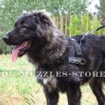 Best Stop Pulling Dog Harness for Caucasian Shepherd Training