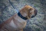 "Necklace" Stylish Shar Pei Dog Collar With Silver-Like Studs