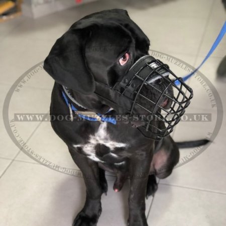 Special Rubberized Basket Dog Muzzle for Cane Corso